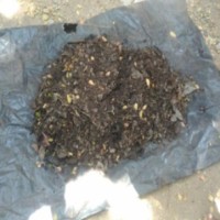 Compost Pit